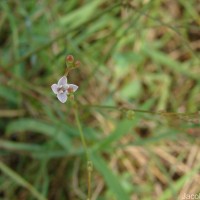 Oldenlandia stricta L.